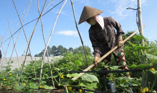 Thiếu bộ tiêu chuẩn quốc gia, đa số nông dân e ngại chuyển đổi sang sản xuất nông nghiệp hữu cơ do chi phí sản xuất cao, thị trường tiêu thụ bấp bênh. Ảnh minh họa