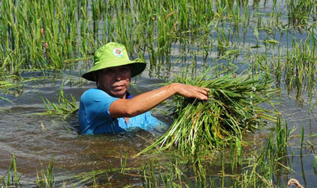 Ảnh minh họa