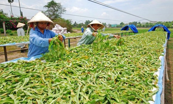 Bộ Y tế đã xây dựng mạng lưới bảo tồn dược liệu tại 7 vùng sinh thái