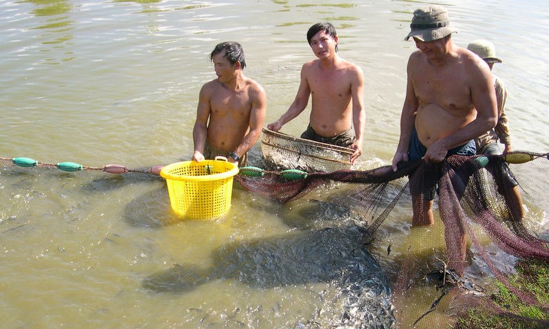 Để phát triển cá tra bền vững cần phải quan tâm và đột phá ở khâu cá giống