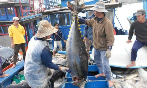 Ngành thủy sản đối diện với nguy cơ bị cấm cửa xuất khẩu vào thị trường EU nếu không nỗ lực chống khai thác hải sản bất hợp pháp. Ảnh minh họa