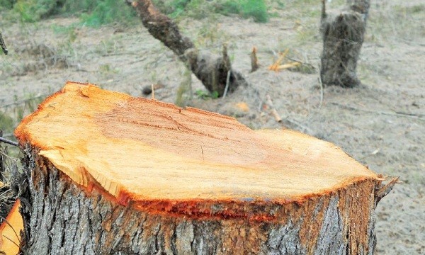 Nhiều cây keo có đường kính gốc từ 20cm - 30cm bị đốn hạ