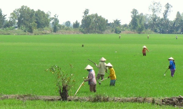 Người dân đang chăm sóc lúa trên cánh đồng
