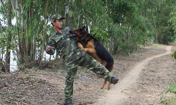 Thiếu úy Đặng Hoài Nhân (đồn biên phòng Phước Chỉ), thao vợt chó nghiệp vụ sẵn sàng chiến đấu. Ảnh: Võ Anh Tuấn