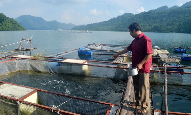 Nuôi cá lồng trên lòng hồ sông Đà đang đem lại hiệu quả cao cho cả người dân lẫn doanh nghiệp
