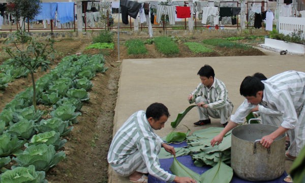 Phạm nhân lau lá dong để gói bánh chưng