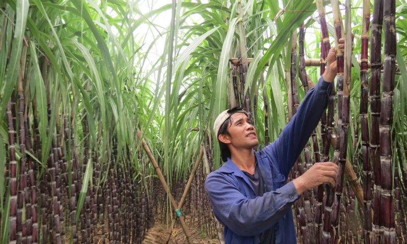 Khuyến khích nông dân tích tụ ruộng đất, chuyển nhượng đất, cho thuê đất hình thành các cánh đồng mía lớn gắn với hình thức kinh tế hợp tác