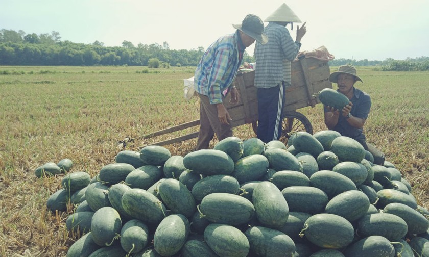 Nông dân Quảng Nam “khóc ròng” vì dưa rớt giá