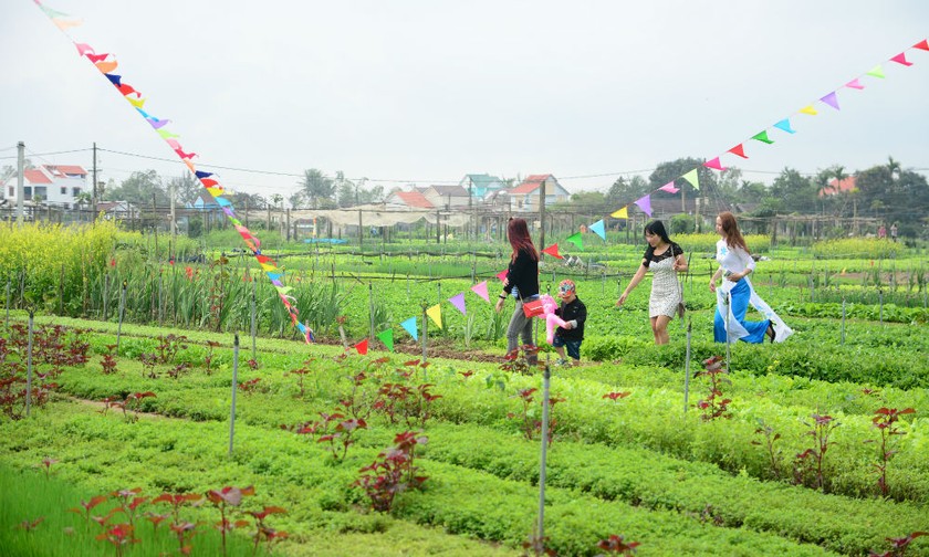 Làng rau Trà Quế Hội An