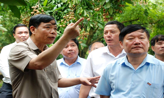 Chủ tịch UBND tỉnh Hưng Yên Nguyễn Văn Phóng (ngoài cùng bên phải) và Bộ trưởng NN&PTNT Nguyễn Xuân Cường (ngoài cùng bên trái) thăm vườn nhãn Hưng Yên.
