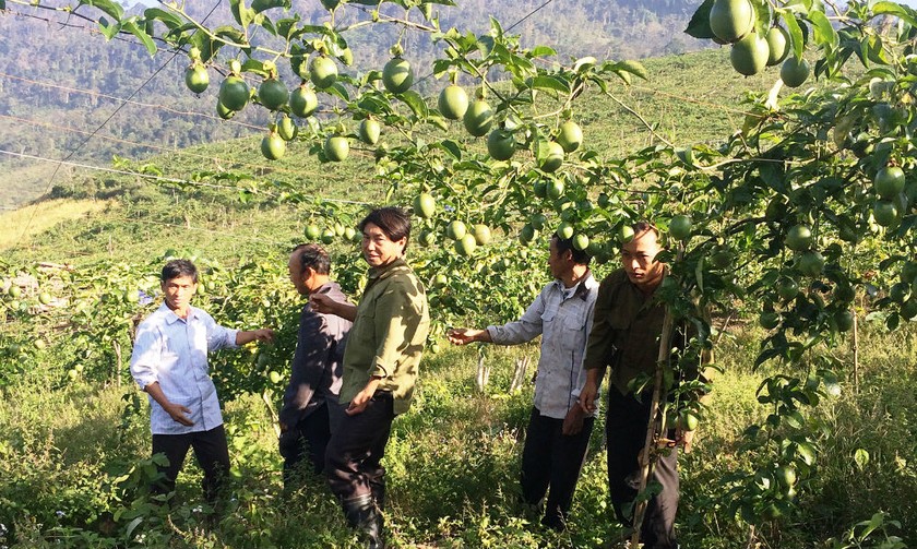 Chanh leo phát triển tốt, cho hiệu quả cao tại huyện Tương Dương