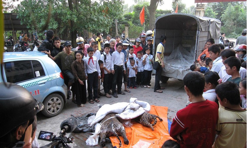 Số hổ bị bắt giữ vào tháng 10 năm 2009 trên một xe taxi ở Hà Nội có liên quan đến đối tượng Chiến