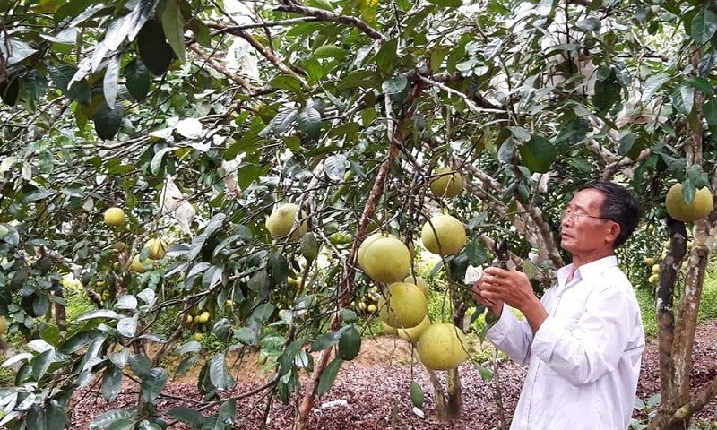 Kinh tế nhà ông Nguyễn Văn Minh (thôn Kim Lũ 1, xã Kim Hóa, huyện Tuyên Hóa, tỉnh Quảng Bình) bứt phá rõ rệt từ sức bật của những đồng vốn chính sách đầu tư vườn bưởi