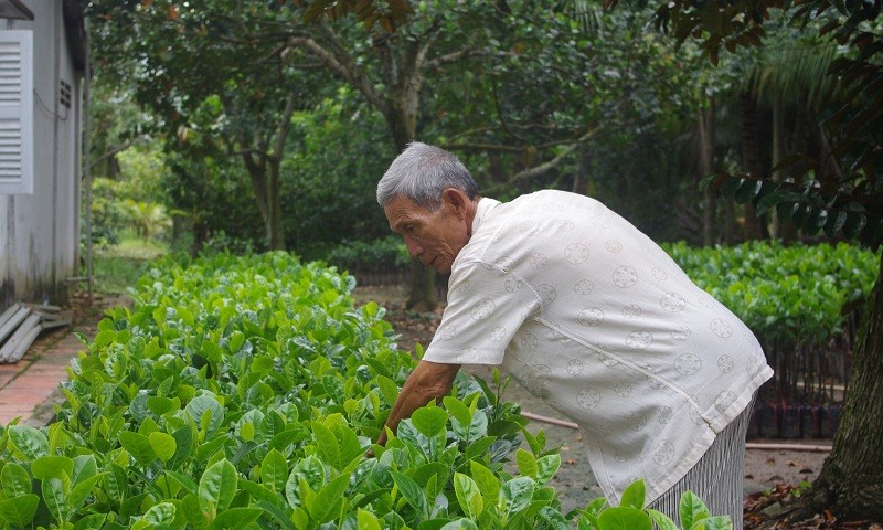 Ông Mẫn bên vườn giống sắp đưa ra thị trường phục vụ nhà vườn