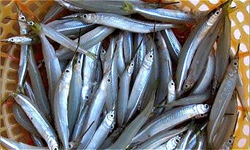Cá lìm kìm gai đang được thu mua với giá cao tại Cà Mau