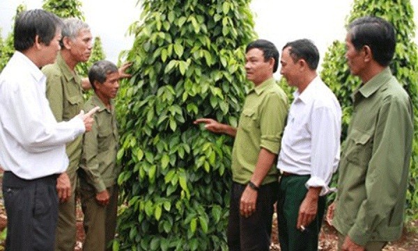 Cựu chiến binh huyện Chư Prong (Gia Lai) trao đổi kinh nghiệm sản xuất. 
(Ảnh minh họa)