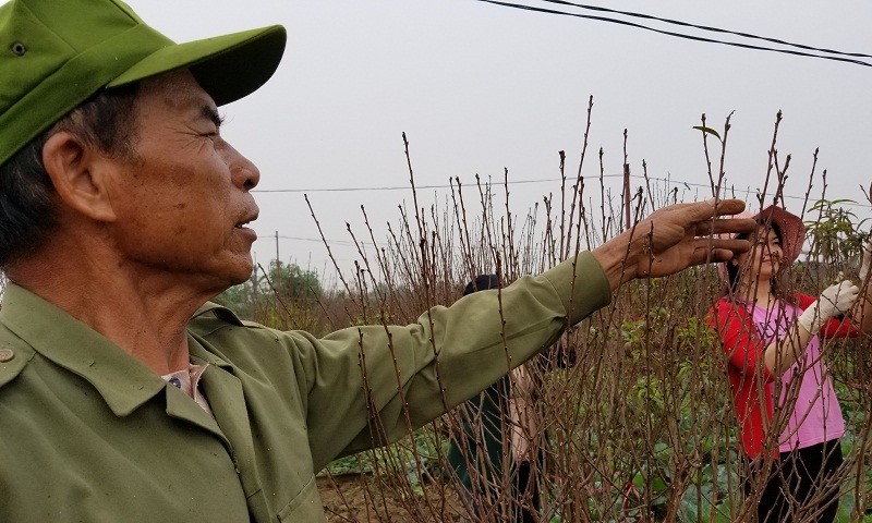 Ông Hồ Văn Tính cùng gia đình đang tuốt lá để vườn đào bước vào giai đoạn làm nụ