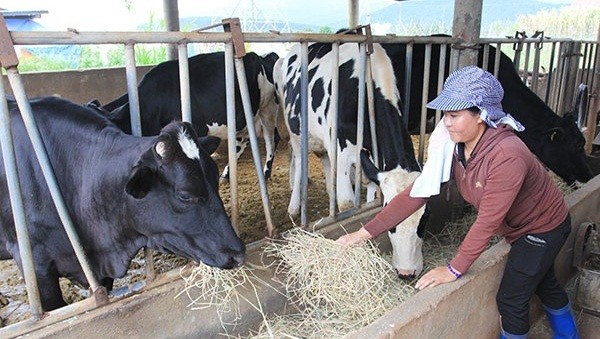 Gia đình bà KTéts (dân tộc K’ho ở thôn Đạ Ron, xã Đạ Ròn, Đơn Dương, Lâm Đồng) vay vốn nuôi bò sữa