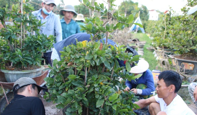 Cảnh mua bán mai diễn ra nhộn nhịp ở Nhơn An