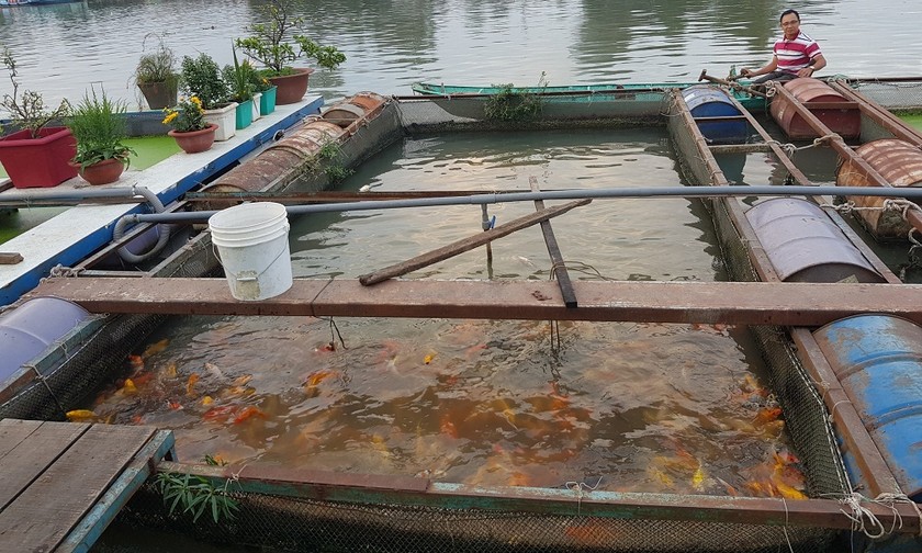 Nguyên đang rải thức ăn xuống bè cá