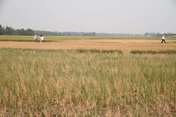 Hơn 40 ha lúa của người dân ở Lương Viện và Viện Trình, thị trấn Phú Đa, huyện Phú Vang bị mất trắng do thiếu nước