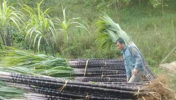 Ngành mía đường đang tìm hướng đi mới để vượt qua “cơn bão” khó khăn