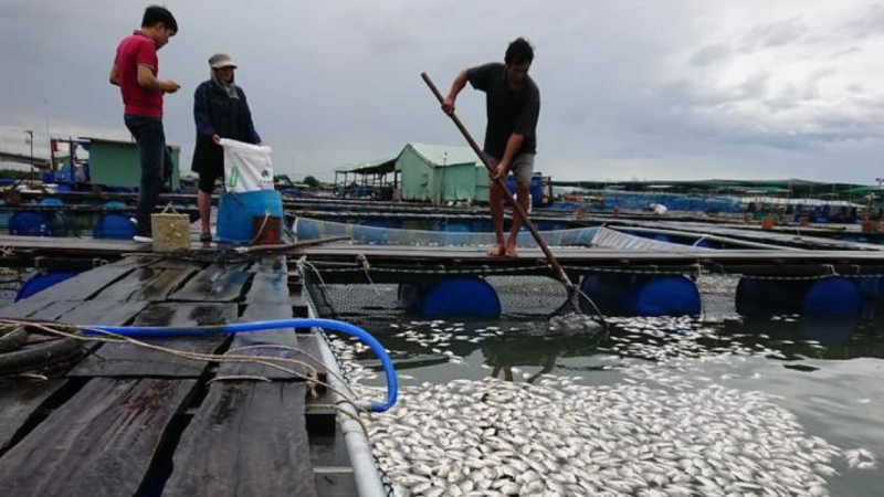 Cá lồng, bè chết trắng bụng trên sông Chà Và, thiệt hại hàng tỷ đồng