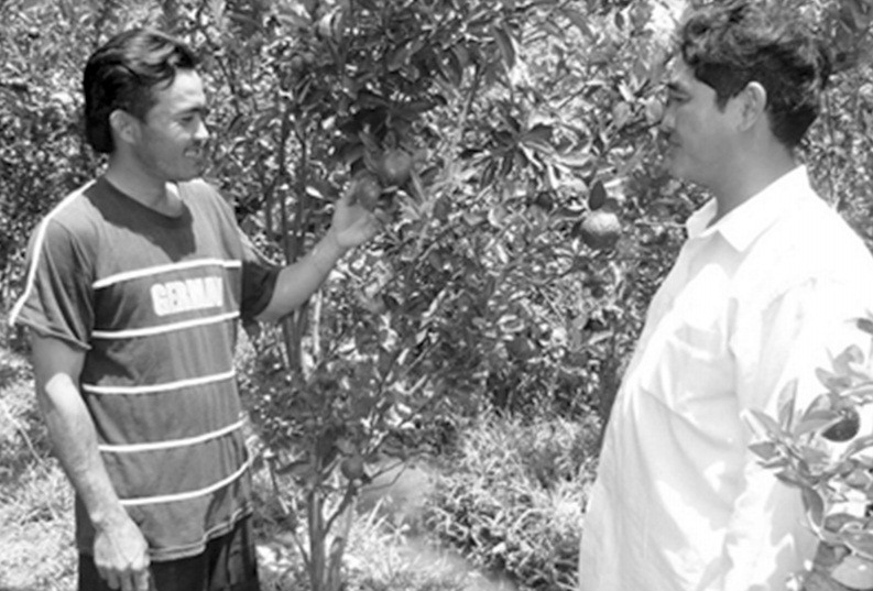 Anh Bùi Văn Kha (bên trái, trú tại ấp Rạch Nghệ, xã Thông Hòa, huyện Cầu Kè, Trà Vinh) vay vốn hộ nghèo đầu tư phát triển mô hình trồng cam sành mang lại thu nhập 50 – 60 triệu đồng/năm, đã giúp anh thoát nghèo bền vững