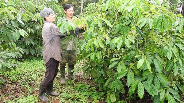 Vợ chồng anh Nguyễn Văn Dương ở thôn Đài Đồng, xã Ea Nuôl, huyện Buôn Đôn (Đắk Lắk) chăm sóc cây cà phê