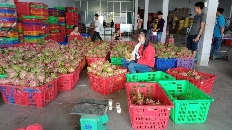 Gần đây thanh long rớt giá do nước ngoài tạm ngừng thu mua