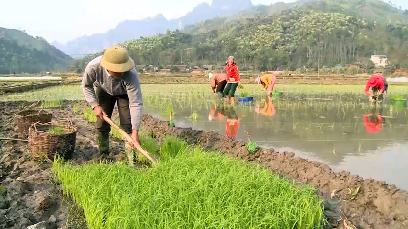 Các địa phương triển khai sản xuất vụ Đông Xuân