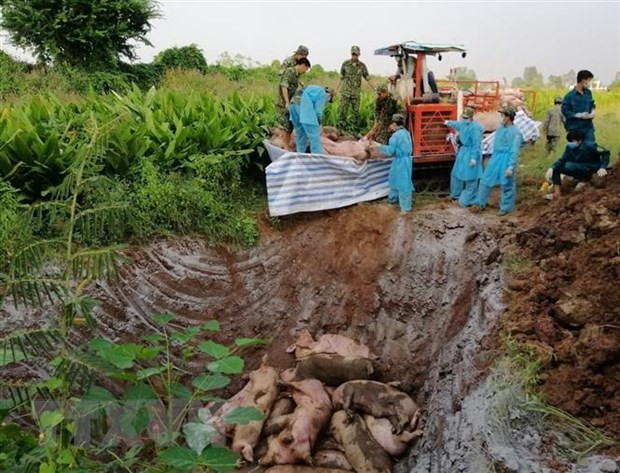 Lực lượng chức năng huyện An Phú (An Giang) tiến hành tiêu hủy số lợn vừa bắt giữ. (Ảnh: Công Mạo/TTXVN)