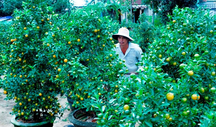 Nông dân chăm sóc quất cảnh tại Hội An