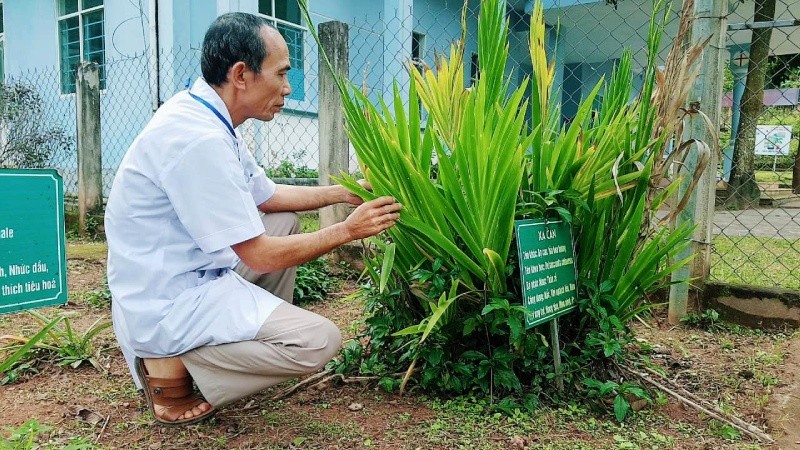 Để phục vụ việc chữa bệnh cho bà con dân bản, bác sỹ Thiện còn trồng rất nhiều cây thuốc nam trong khuôn viên trạm xá