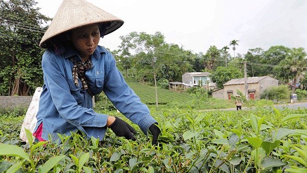 Nhờ nguồn vốn chính sách, nhiều hộ ở Tân Sơn đã thoát nghèo. Ảnh: Trần Việt