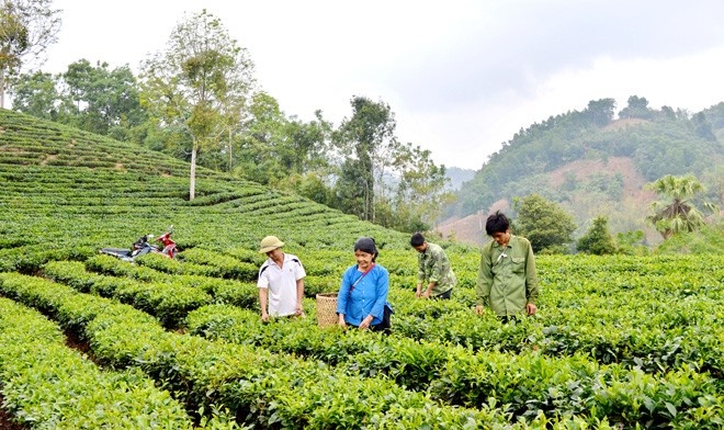 Người dân xã ATK Kim Quan (Yên Sơn, Tuyên Quang) thu hái chè.