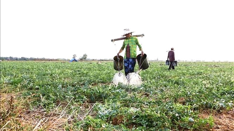 Mô hình trồng dưa hấu dưới chân ruộng mang lại hiệu quả kinh tế cao.