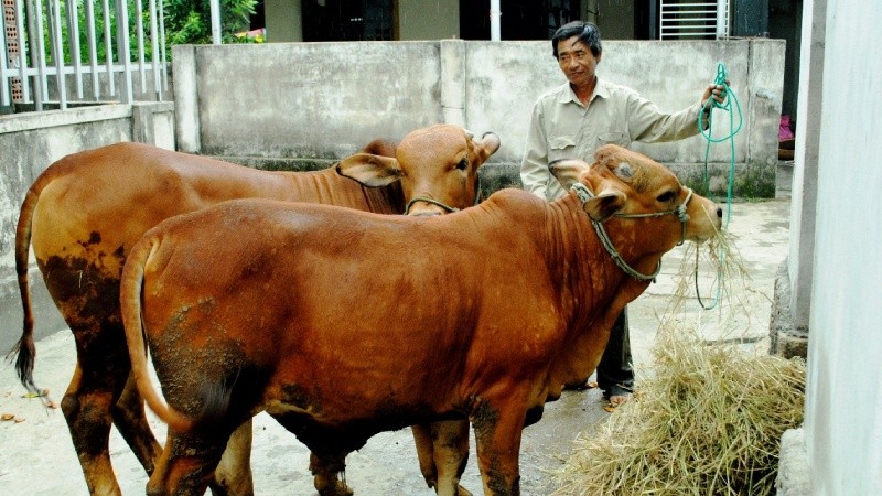 Hai con bò của anh Phan Trọng Quốc ở thôn Yến Giang, xã Hồng Lộc gần xuất chuồng.