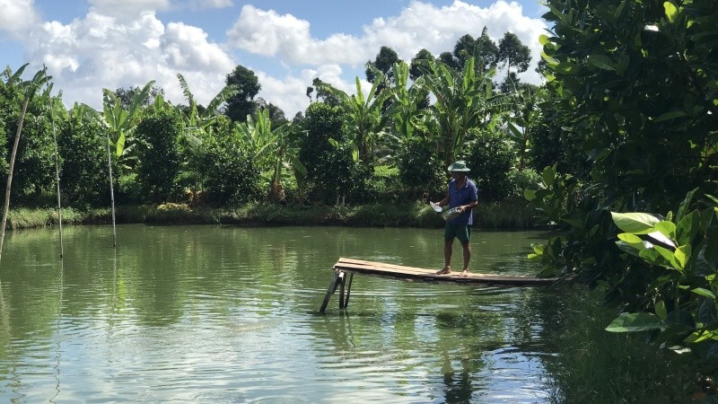 Ông Hồ Hoàng Học bên hầm cá đang vào vụ thu hoạch nhưng đến nay phải chịu cảnh “ngâm cá trong ao”.