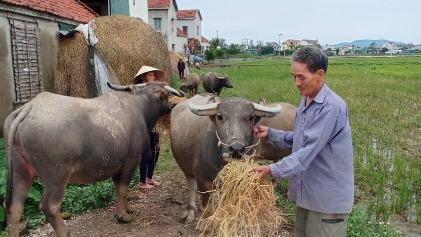 Ông Bùi Văn Ái bên đàn trâu của mình