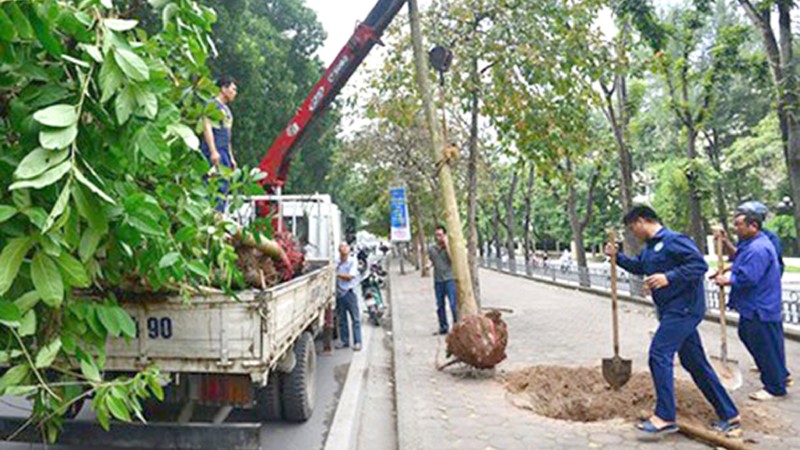 Tăng tỷ lệ trồng cây xanh phân tán tại các vùng nông thôn, khu vực đô thị, đường giao thông…