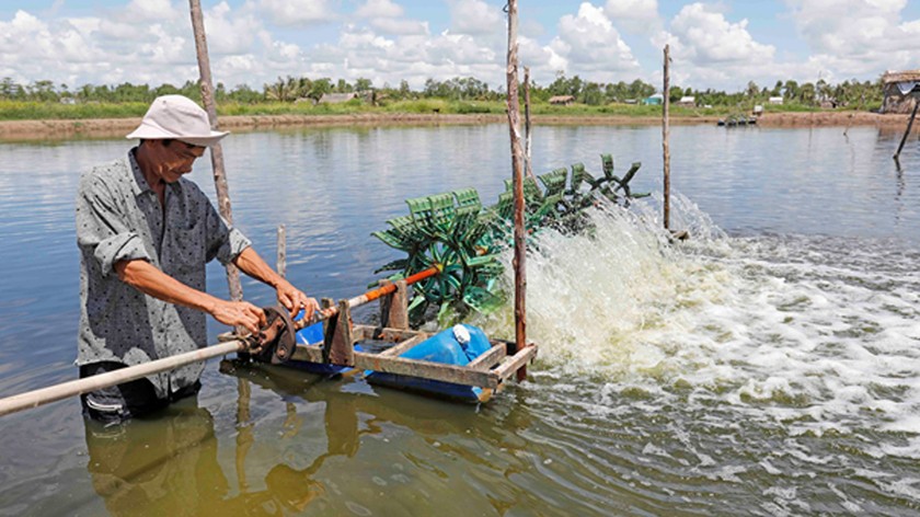 Được vay 50 triệu chương trình hộ sản xuất kinh doanh vùng khó khăn, gia đình anh Nguyễn Văn Thủy (xã Vĩnh Hiệp, thị xã Vĩnh Châu, Sóc Trăng) có điều kiện mở rộng ao nuôi tôm, mỗi năm thu hoạch hàng tấn tôm thương phẩm.