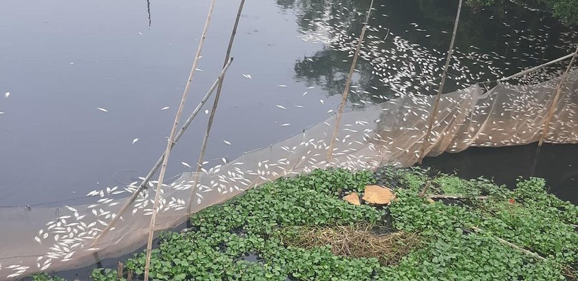 Cá nông dân nuôi chết trắng trên sông Châu, Hà Nam.