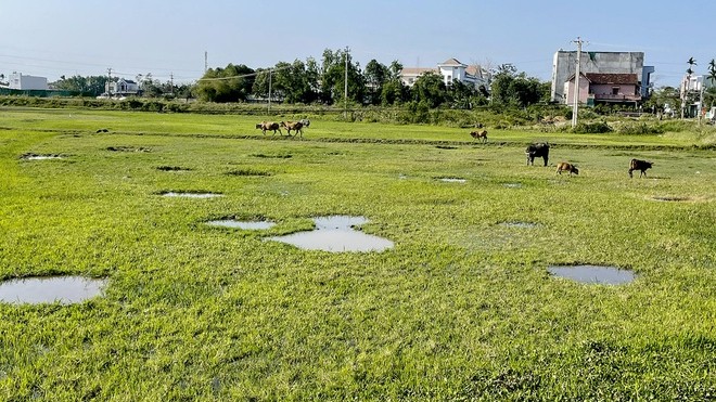 Dự án khu dân cư Nam Bàu Giang, huyện Tư Nghĩa thành bãi chăn thả trâu bò (Hình: Minh Hoàng/zingnews.vn)