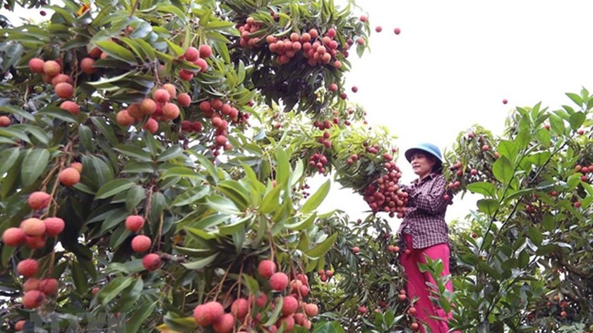 Nhiều địa phương chuẩn bị bước vào mùa thu hoạch vải. (Ảnh minh họa)