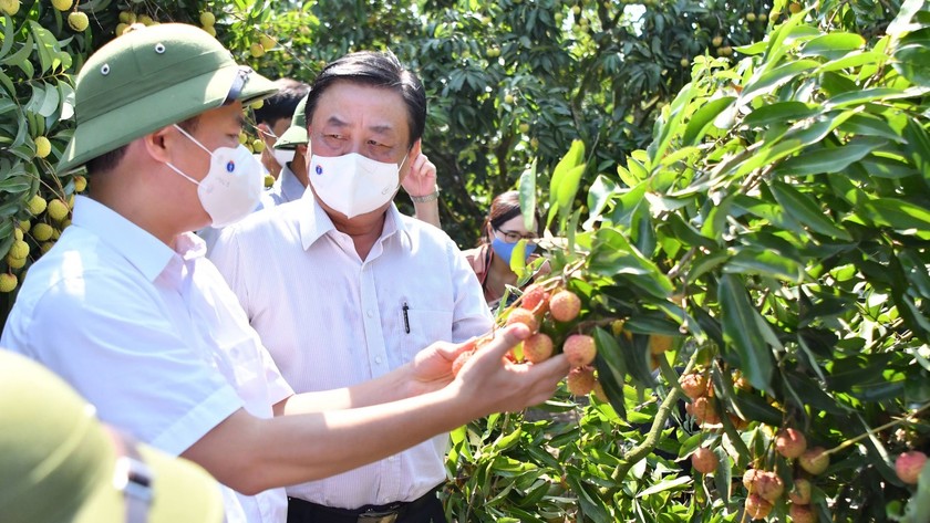 Bộ trưởng Bộ Nông nghiệp và Phát triển nông thôn Lê Minh Hoan (phải) vào tâm dịch Bắc Giang bàn giải pháp tiêu thụ vải thiều.  Ảnh: Văn Giang