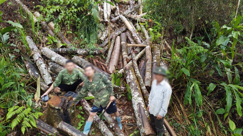 “Đại công trường” khai thác gỗ tạp tại thôn Khuổi Le, xã Đông Thành, huyện Bắc Quang.