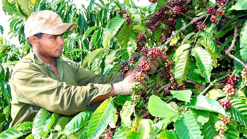 Cà phê là mặt hàng nông sản xuất khẩu chủ lực của Việt Nam. ( Ảnh minh họa)