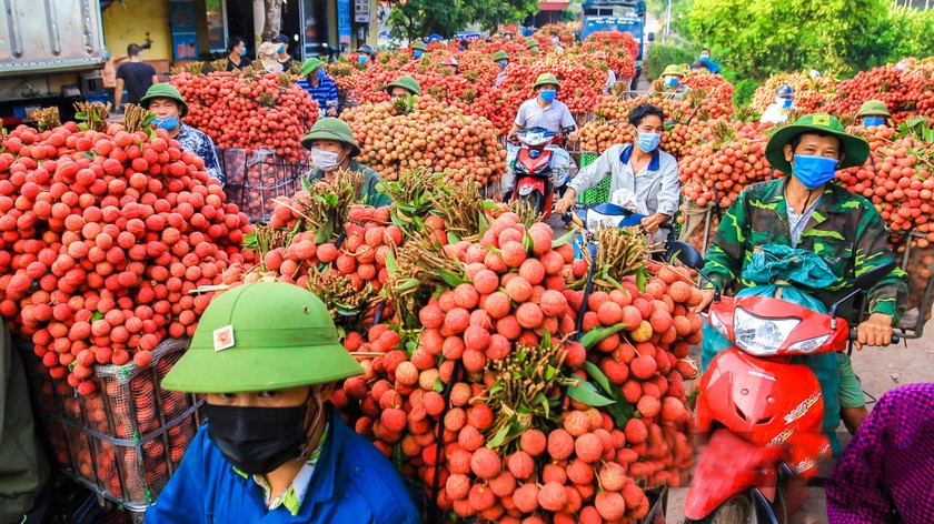 Vận chuyển vải thiều ra các điểm thu mua tại Bắc Giang.