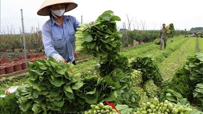 Chỉ cần ách tắc 1 ngày, nhiều nông sản sẽ phải đổ bỏ. 